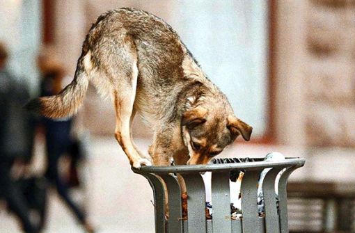 Tiere in Coronazeiten: Hunderetter stoßen an ihre Grenzen - Vimarsana News