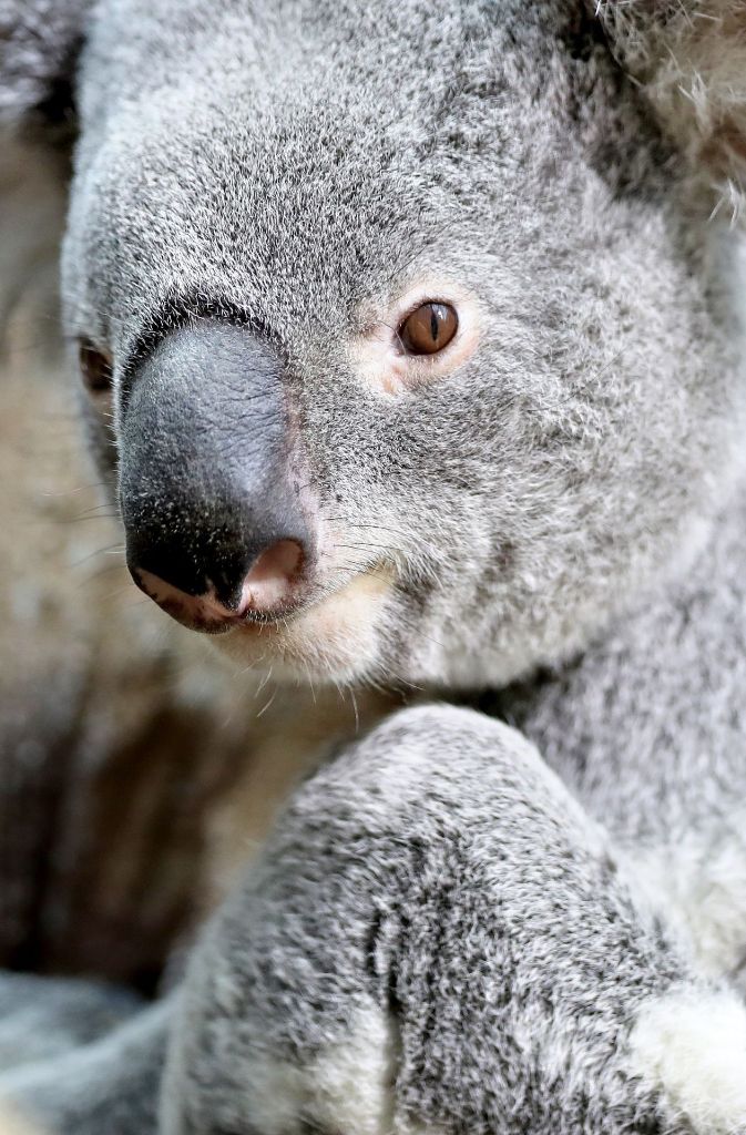 Der Koala lebt seit genau einem Jahr im Leipziger Zoo