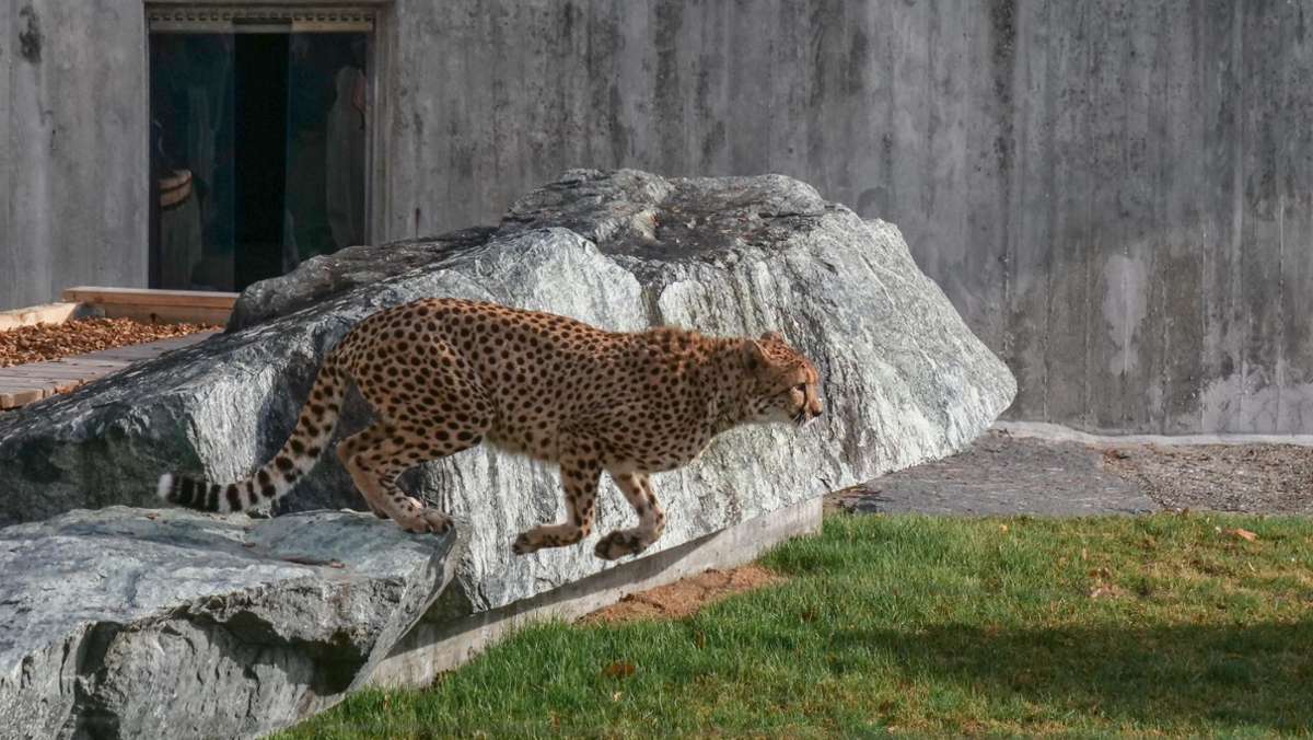 Wilhelma in Stuttgart: Tierpark  steigt in die Geparden-Zucht ein