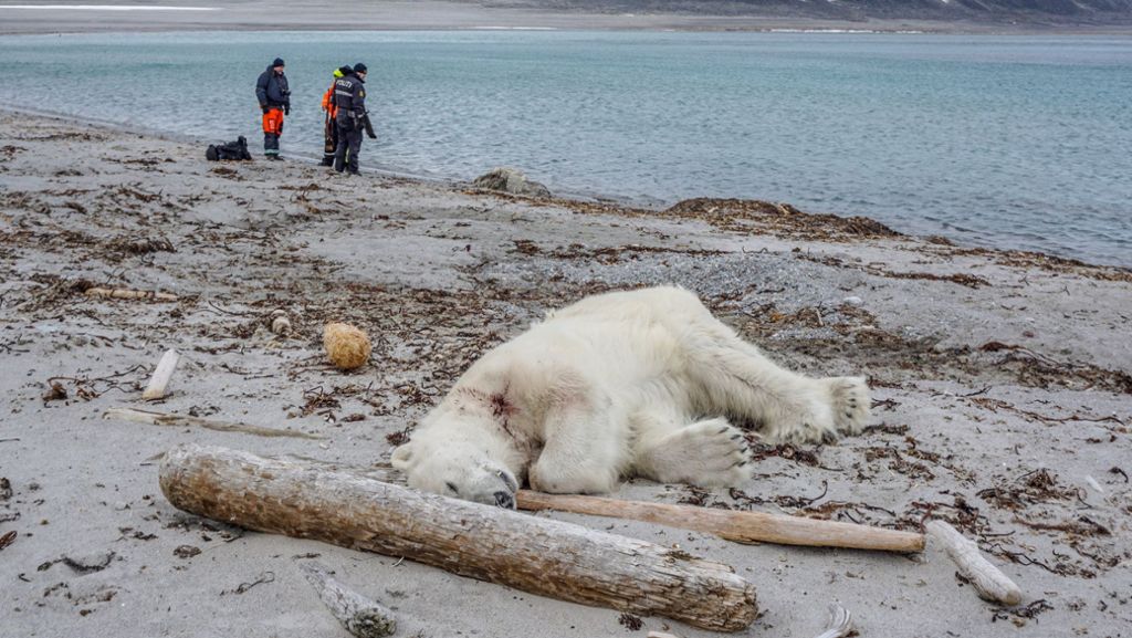  Ein Eisbär hatte auf Spitzbergen ein deutsches Crew-Mitglied des Kreuzfahrtschiffes „MS Bremen“ angegriffen. Der verletzte Mann hat das Krankenhaus nun verlassen können. 