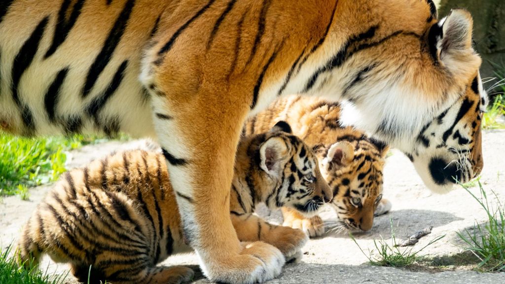 Zoo Hannover: Tiger-Drillinge dürfen nach draußen