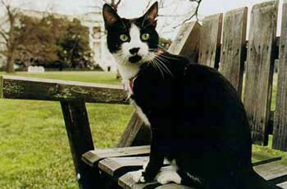 Bill Clintons (1993-2001) Katze Socks: Sie wurde zeitweise von Labrador Retriever Buddy begleitet.