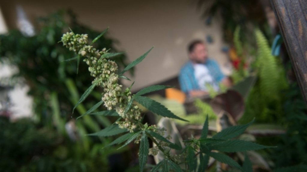 Legalisierung von Cannabis: Strafrechtler will Länder selbst entscheiden lassen
