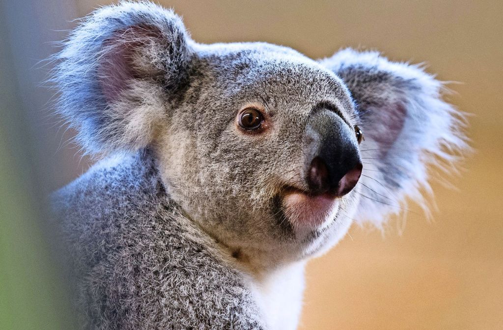 Sympathieträger in den Zoos dieser Welt: Koala Foto: dpa