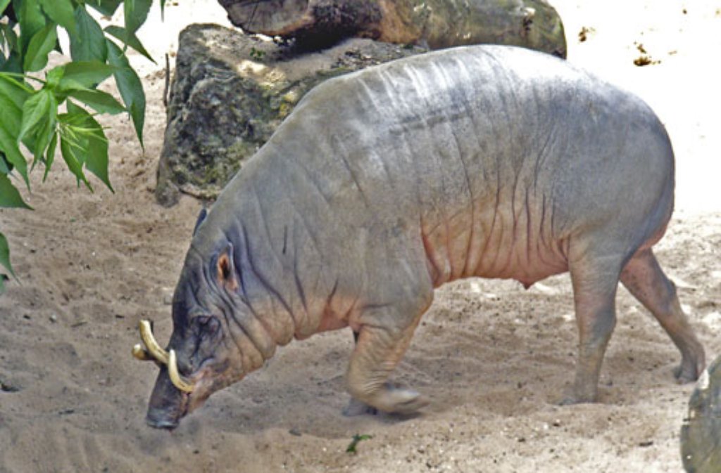 ... der zur Familie der Schweine gehörende Hirscheber in den Augen des Wilhelmapublikums nicht gerade zu den VIPs des Zoos. Seine Heimat ist die indonesische Insel Sulawesi, er bekommt aber im "schwäbischen Exil" regelmäßig Nachwuchs, was nur wenigen Zoos gelingt.
