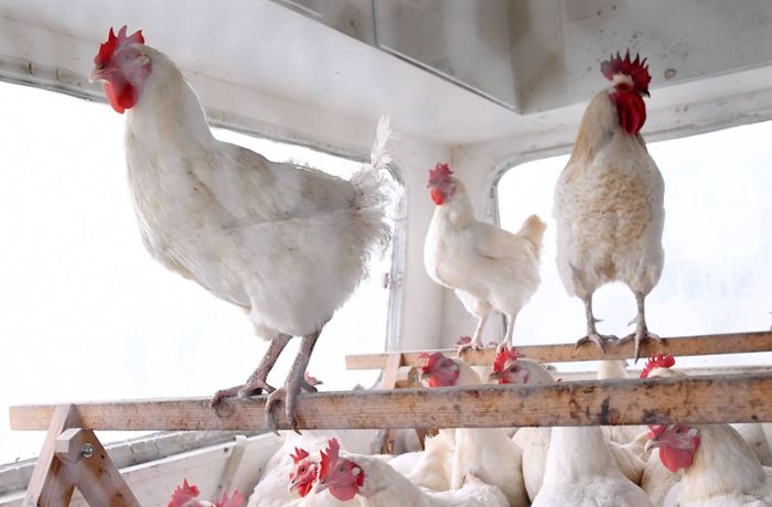 Wegen Vogelgrippe: Geflügelverband fordert Stallpflicht für ganz Baden-Württemberg