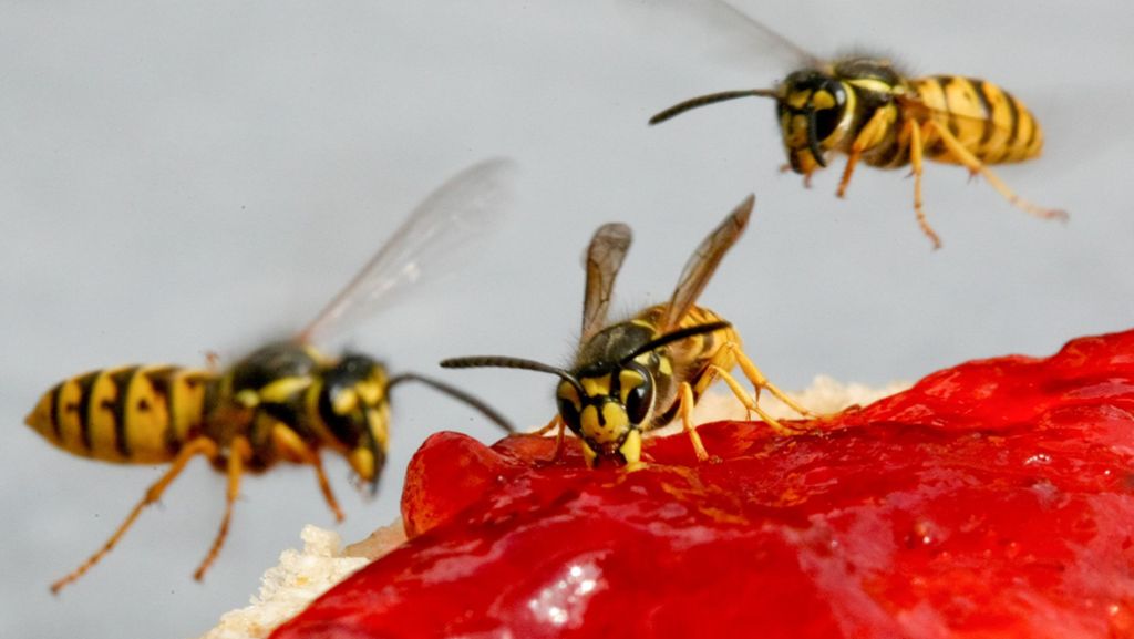 Sommer und Hitze: Wespen vermehren sich schnell – das können Sie tun!