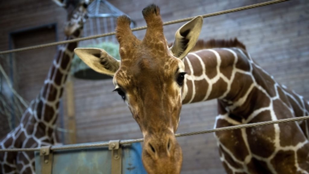 Drama um Giraffe Marius: Online-Petition für Zooschließung