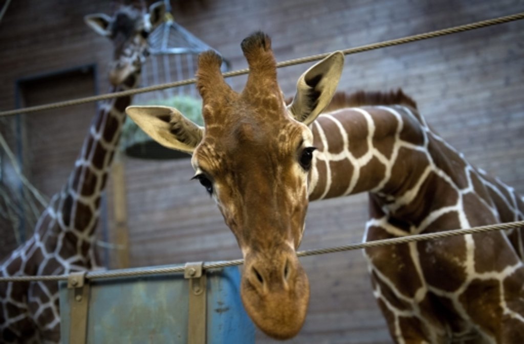 Eine Welle der Empörung schwappt nach der Tötung von Giraffe Marius über den Kopenhagener Zoo.