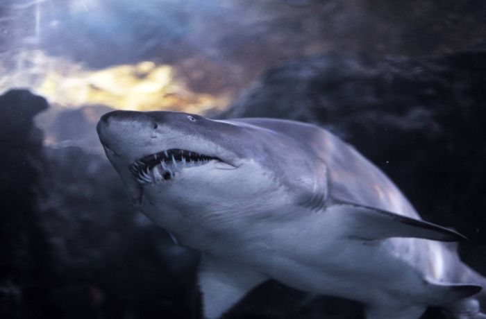 Australien: 16-Jährige stirbt nach mutmaßlicher Haiattacke