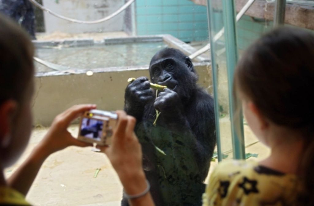 Gorilla im alten Menschenaffenhaus der Stuttgarter Wilhelma Foto: Zweygarth