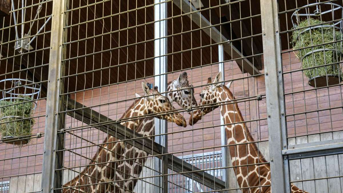 Wilhelma in Stuttgart: Mit Nyiri und Sala kommen zwei neue Giraffen
