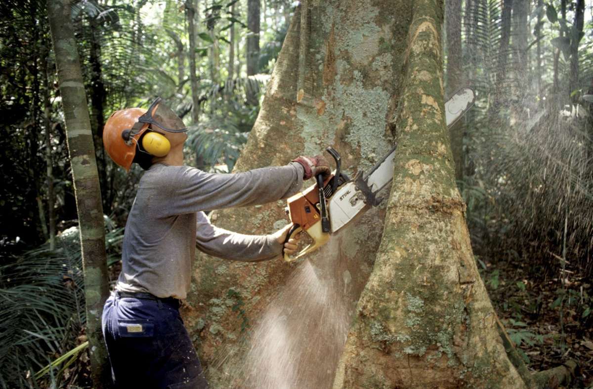 Baum fällt: ein Holzfäller im Amazonasgebiet.