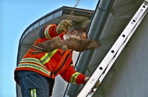 Feuerwehr befreit Falken aus Taubennetz