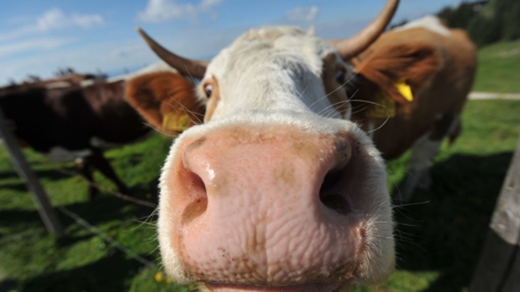 Göppingen: Kuh nimmt Bauern auf die Hörner