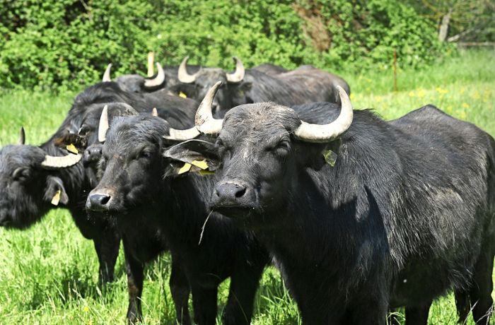 Landschaftspflege im Kreis Ludwigsburg: An der Bottwar sind die Büffel los