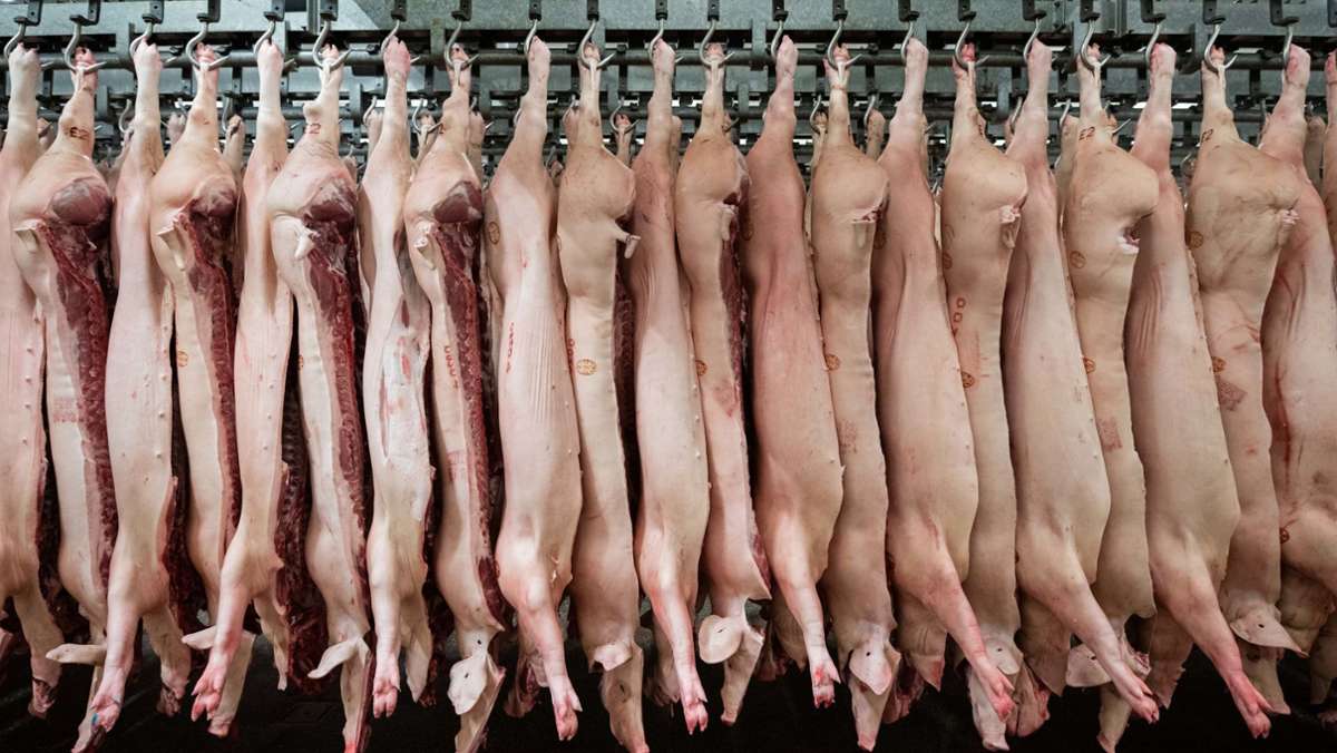  Agrarminister Peter Hauk (CDU) hat im Bundesrat eine Gesetzesänderung erreicht: Alle Betäubungsgeräte müssen künftig zertifiziert werden. Daneben können Schlachthöfe, die sich freiwillig um mehr Tierwohl bemühen, Zuschüsse bekommen. 