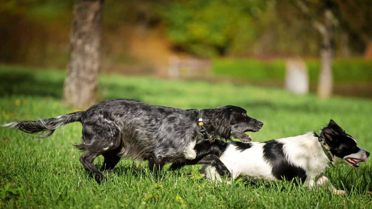 Ist Waiblingen hundefeindlich?: Protest gegen generelle Leinenpflicht