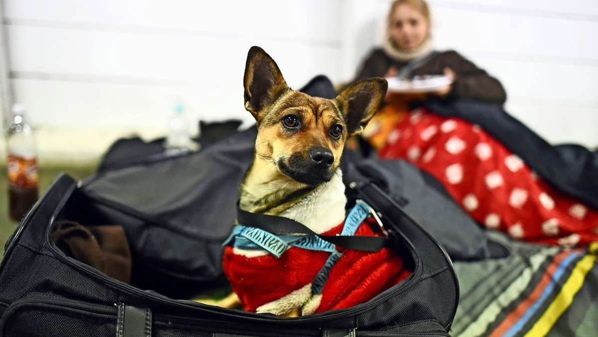 Obdachlose in Stuttgart: Warum Tiere in Notunterkünften nicht erlaubt sind