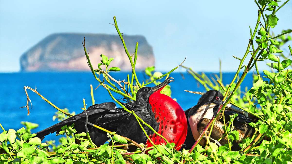 Inselarchipel in Gefahr: Vogelgrippe  bedroht Tierwelt auf Galapagos