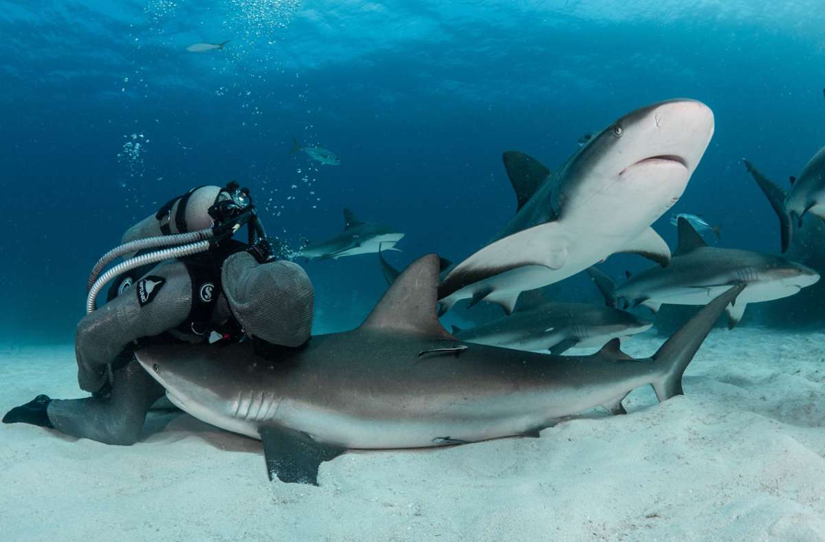 Ein Bussi für den Raubfisch: Cristina Zenato kuschelt vor den Bahamas mit einem ihrer Haie.