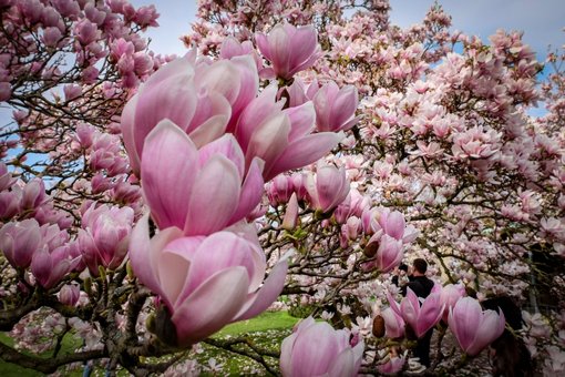 Die Magnolienblüten verwandeln Stuttgart und Region in diesen Tagen in ein wundervolles Blütenmeer. Unsere Leserfotografen waren unterwegs und haben die Frühlingsblüher mit ihren Kameras eingefangen. Klicken Sie sich durch unsere Bildergalerie. Foto: Leserfotograf oliver_r
