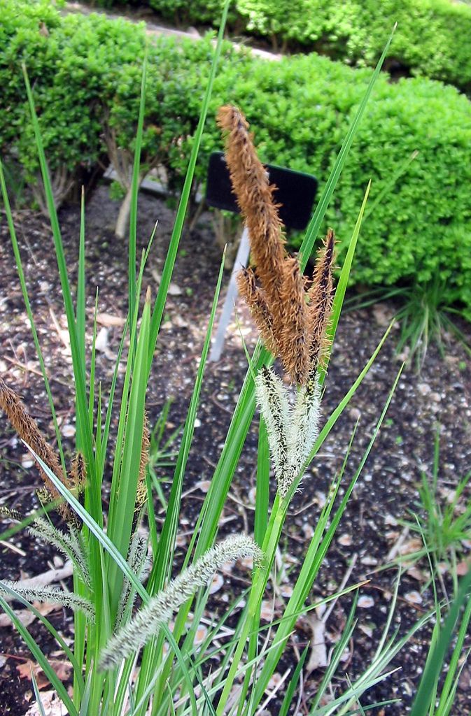 Die bis 1,20 Meter hohe Ufer-Segge (Carex cf. riparia) wächst im Uferbereich, auf nassen Wiesen oder in Gräben. Die Blütezeit reicht bei dieser Art von Mai bis Juni.