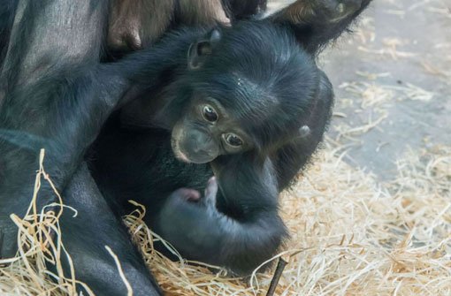 Sie wurde nicht einmal ein halbes Jahr alt: Das Bonobo-Baby Koseka aus der Stuttgarter Wilhelma. Foto: Hermann Vollmer/Wilhelma