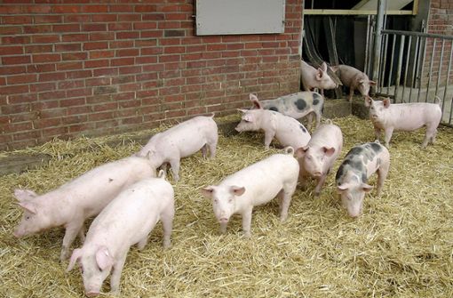 Nicht jedes Schwein aus Hohenlohe darf künftig als „Hohenloher Landschwein“ verkauft werden. Foto: dpa/BESH