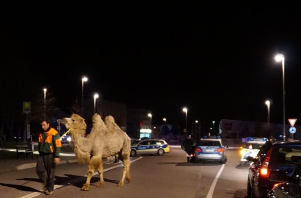 Erst einem Großaufgebot der Polizei gelingt es, die zehn Kamele wieder einzufangen. Alle Tiere überstehen ihr Abenteuer unbeschadet.
