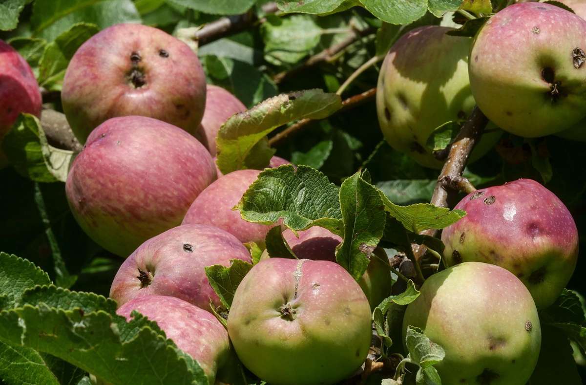 Das Obst im Lehrgarten wächst an rund 150 Bäumen, hauptsächlich sind es Äpfel.