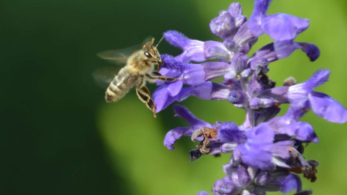 Experten aus Hohenheim: Wie geht es Bienen nach dem nass-kalten Jahr 2021?