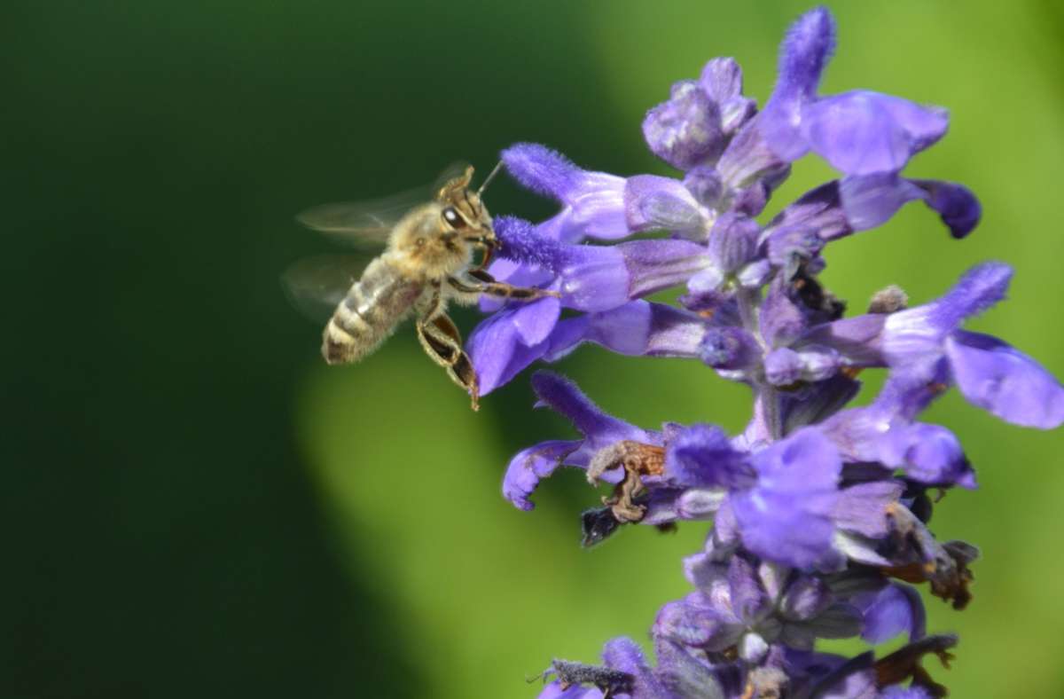 Eine Honigbiene fliegt die Blüten des Gartensalbeis an. Foto: Sandra Hintermayr