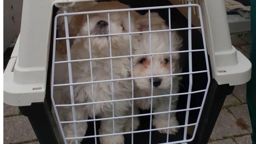 Illegaler Hundeverkauf in Schorndorf: Welpen werden beschlagnahmt