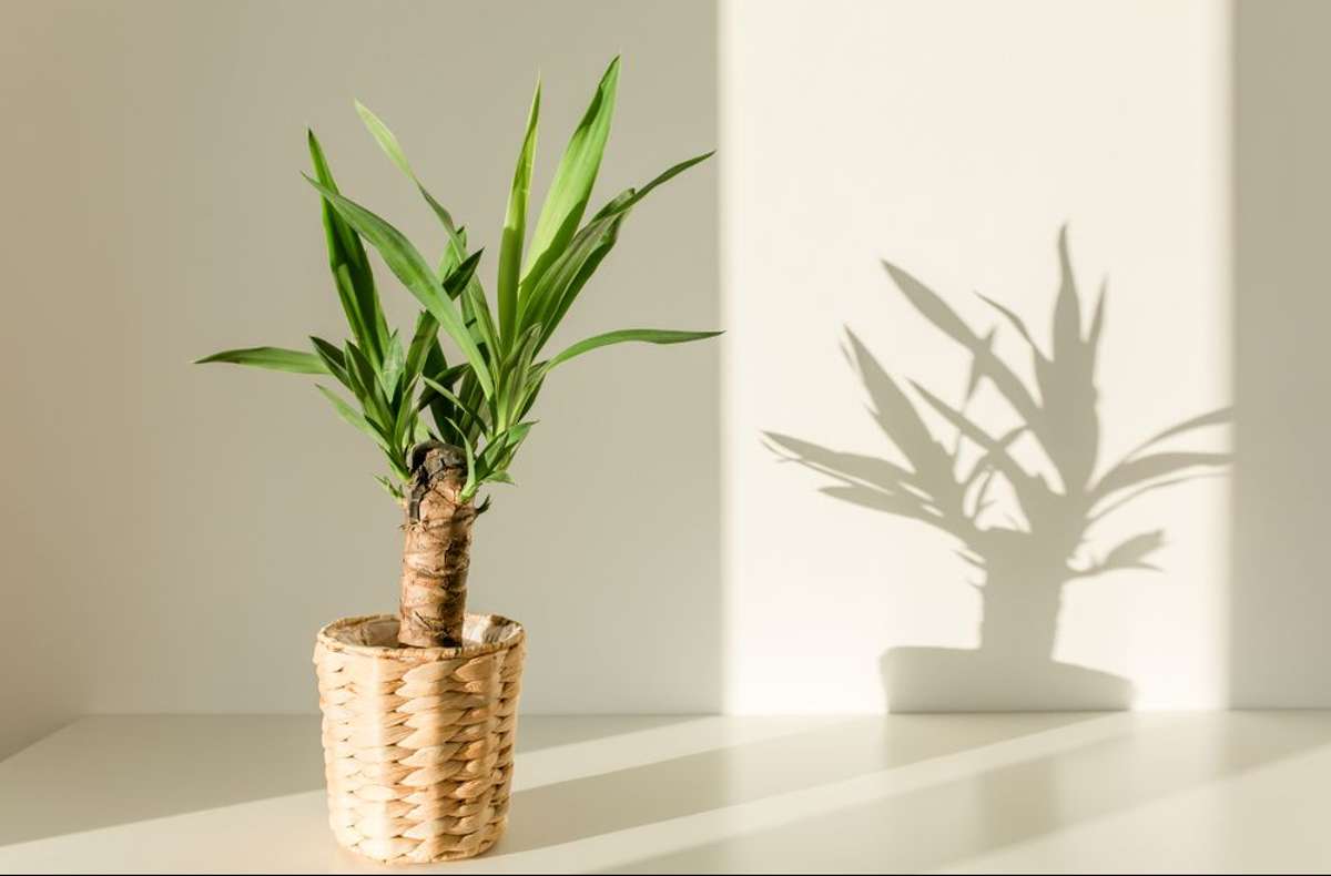 Die Yucca ist eine besonders pflegeleichte Pflanze, die auch gerne im Schlafzimmer stehen darf.