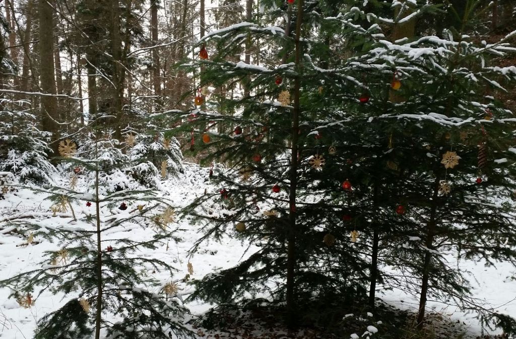 Dieser Leserfotograf machte beim Spaziergang durch den verschneiten Wald oberhalb von Ebersbach eine unerwartete Entdeckung.