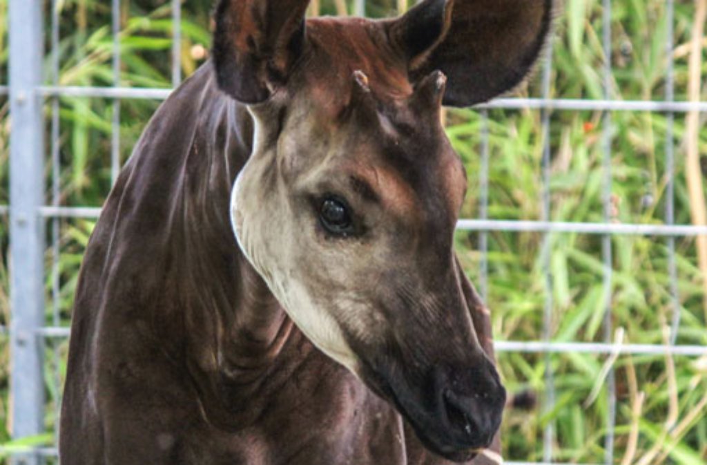 Okapi-Bulle Xano litt unter einer Erkrankung des Bewegungsapparats.