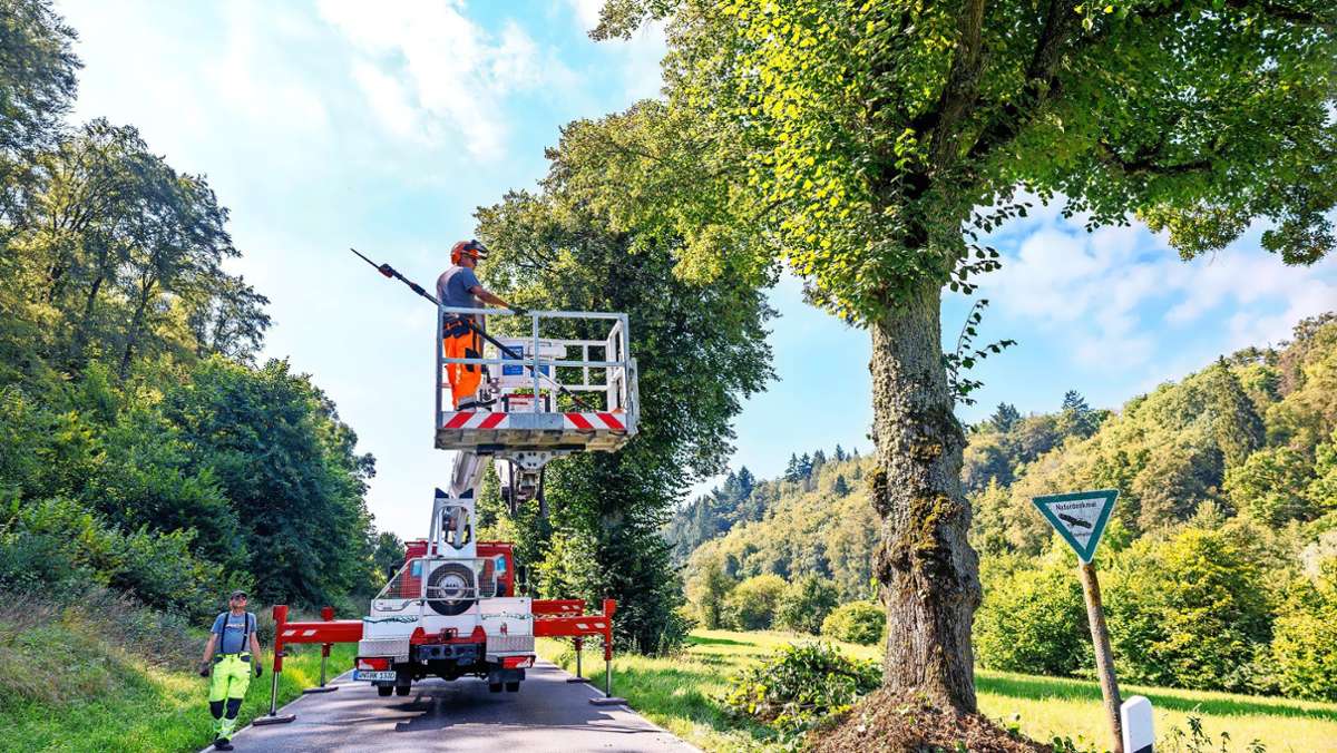 Baumpflege zwischen Aidlingen und Ehningen: Weg mit dem Totholz
