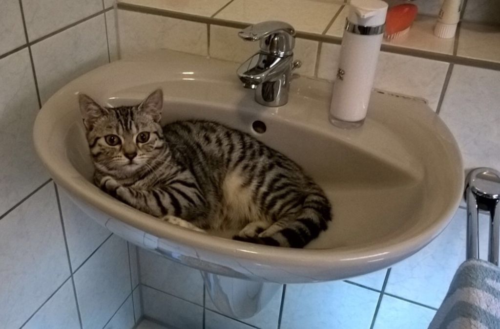 Wenn es draußen heiß ist, kann man es sich als Katze auch mal im Waschbecken bequem machen, scheint sich diese Samtpfote von Helena Steibl zu sagen.