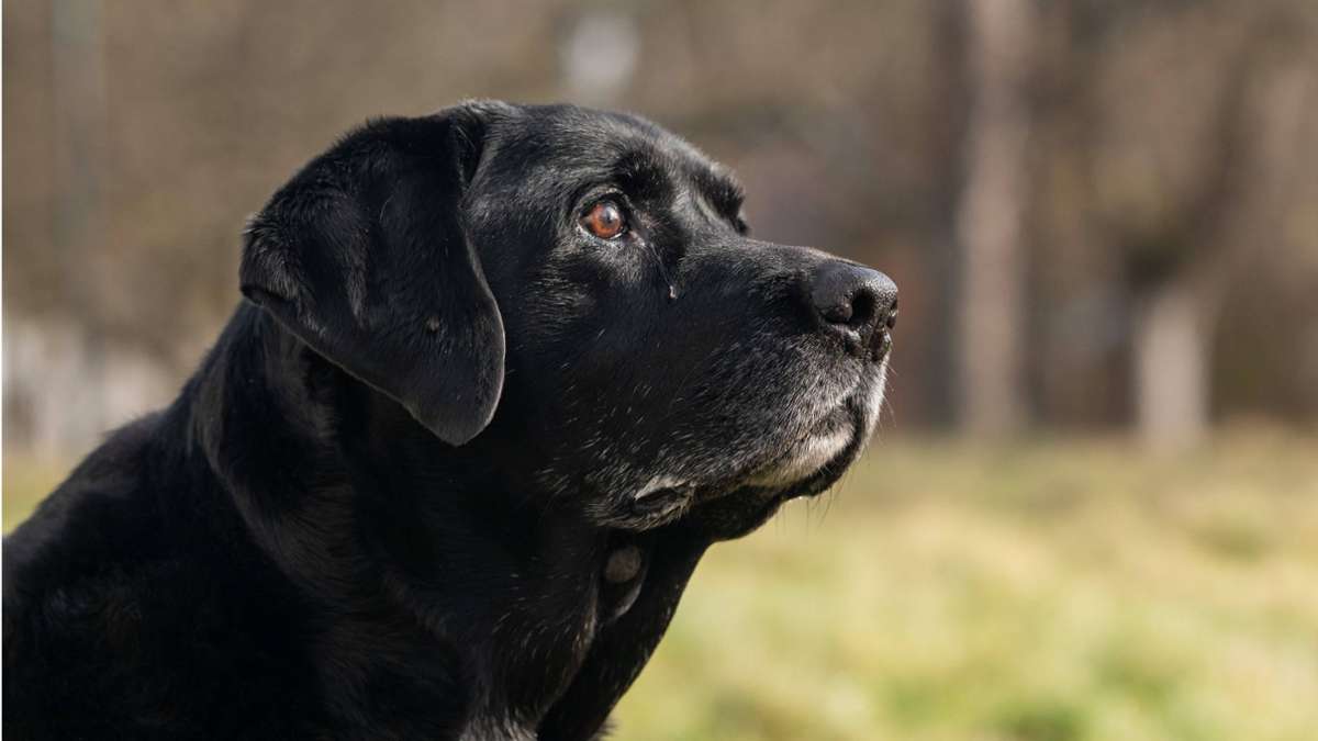 Neuer Rekord: Kommunen im Südwesten nehmen mehr Hundesteuer ein als zuvor