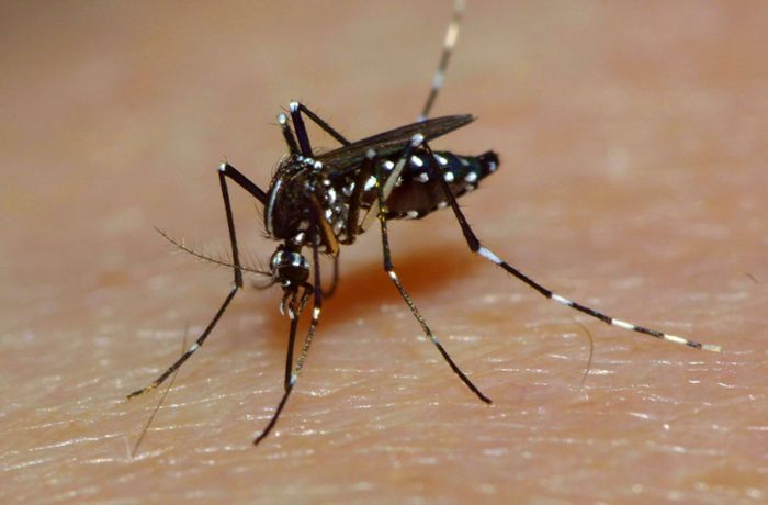 RKI-Chef warnt vor Ausdehnung von Mücken und Zecken