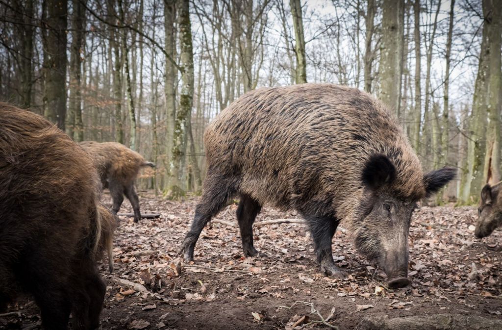 Aktuell sind die Tiere im Gehege wohl besser vor der afrikanischen Schweinepest geschützt als Artgenossen außerhalb.