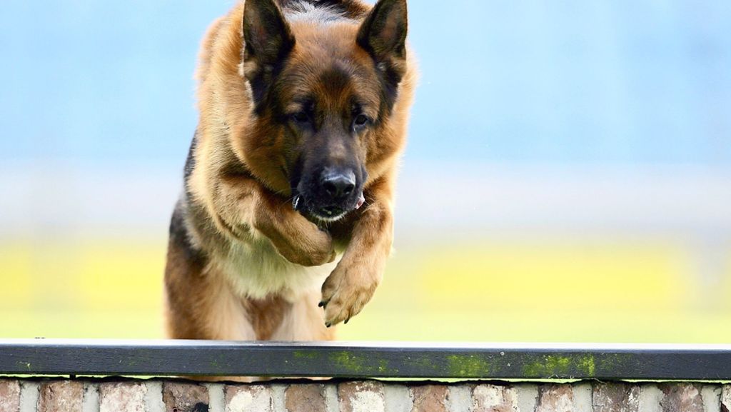 Sachsen: Schäferhund nach Angriff auf Frauchen erschossen