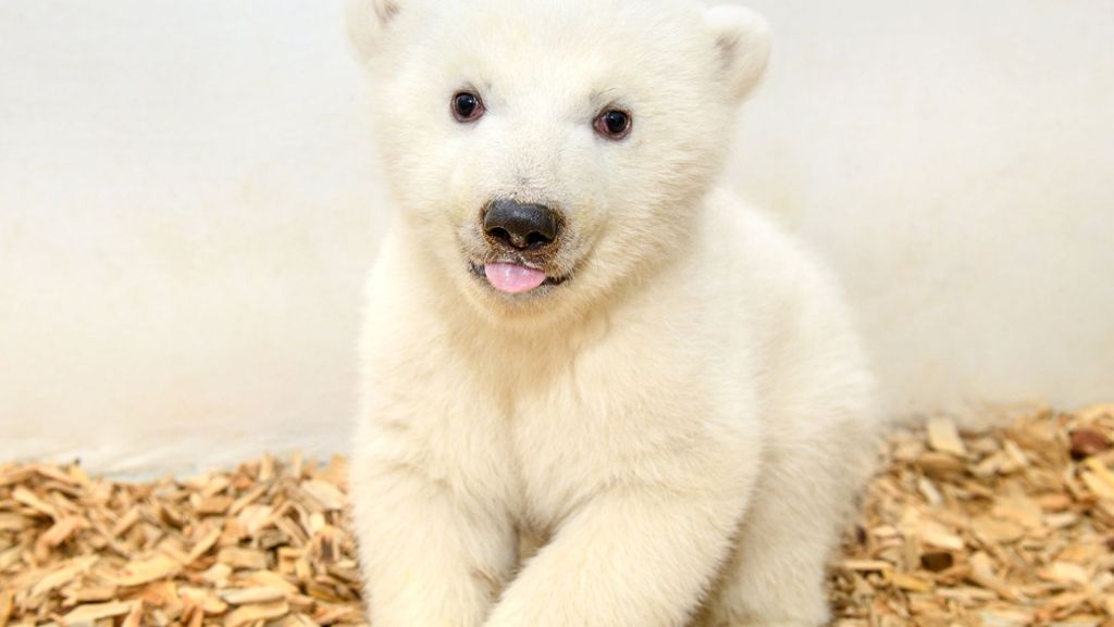  Das noch namenlose Eisbärmädchen im Berliner Zoo wird noch vor der Öffentlichkeit verborgen gehalten. Aber auf Twitter sorgt die junge Dame bereits für Entzücken. 