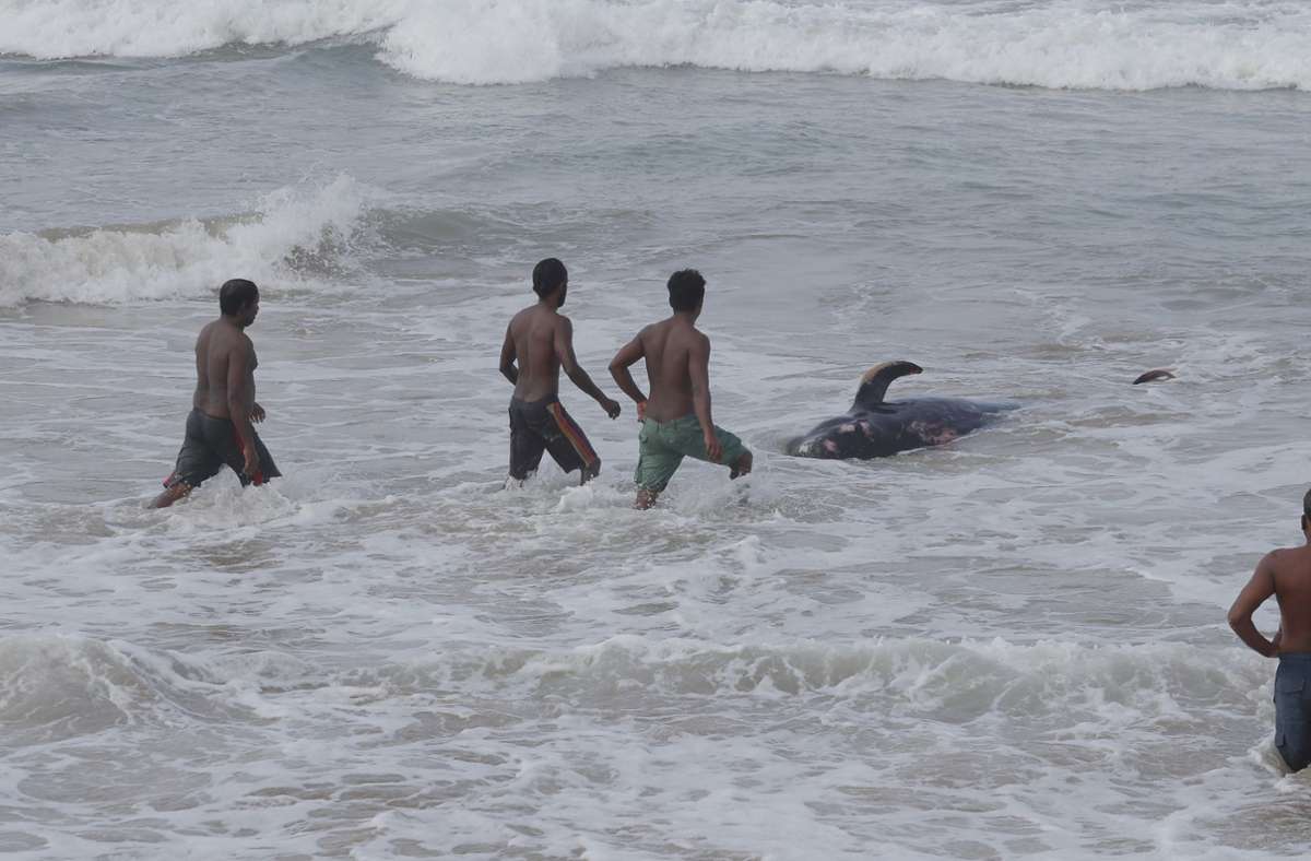 Es handle sich um die größte bekannte Strandung in der Geschichte des Inselstaates, sagte der Chef von Sri Lankas Wildtierbehörde, Chandana Sooriyabandara.
