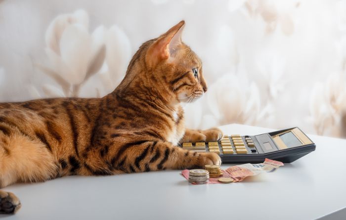Vorschaubild zum Artikel Wie viel kostet eine Katze pro Monat?