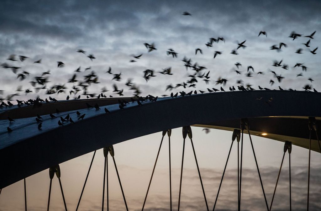 Dutzende Krähen lassen sich in der Morgendämmerung auf den Bögen der Osthafenbrücke in Frankfurt/Main nieder.