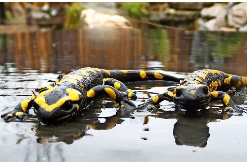 Die beiden Salamander sind offenbar gut durch den Winter gekommen. Foto: Silke Fischer
