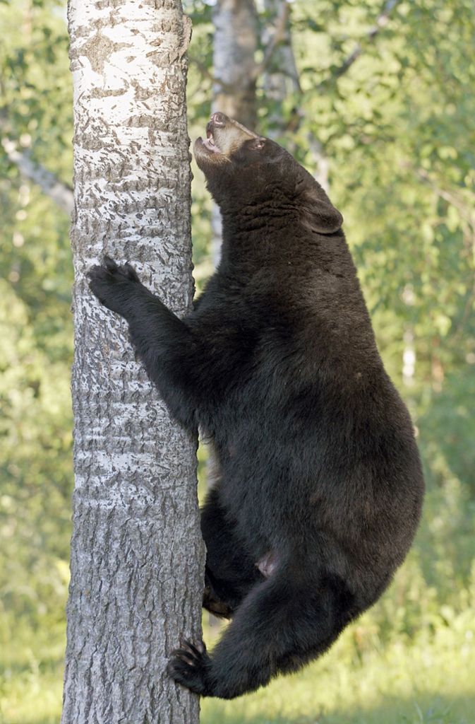 Bis zu 15 Prozent der 5000 bis 6000 Bären von New Hampshire werden jedes Jahr während der Jagdsaison getötet, ihre Höhlen von Waldarbeitern zerstört.
