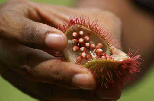 Was mal in sansibarischen Boden gesteckt wurde, treibt noch immer wie von selbst – wie die Früchte des Orleanstrauchs. Foto: Warth